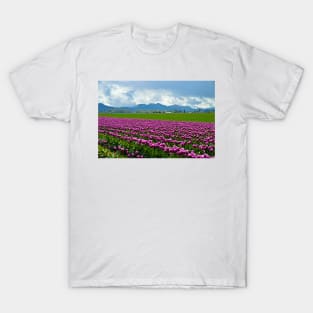 Skagit Tulip Fields T-Shirt